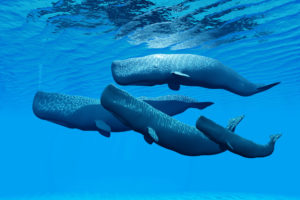 Une famille de quatre cachalots nage ensemble dans une eau bleu clair. Les baleines nagent près de la surface, et des ondulations à la surface de l'eau sont visibles au-dessus d'elles. Une lumière ondulante provenant de la surface se reflète sur leur dos.