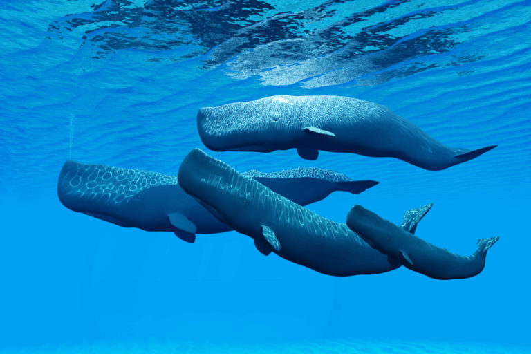 Une famille de quatre cachalots nage ensemble dans une eau bleu clair. Les baleines nagent près de la surface, et des ondulations à la surface de l'eau sont visibles au-dessus d'elles. Une lumière ondulante provenant de la surface se reflète sur leur dos.